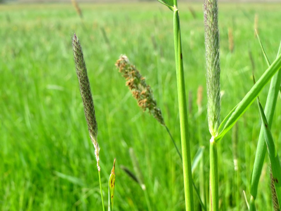 20140419Alopecurus_pratensis5