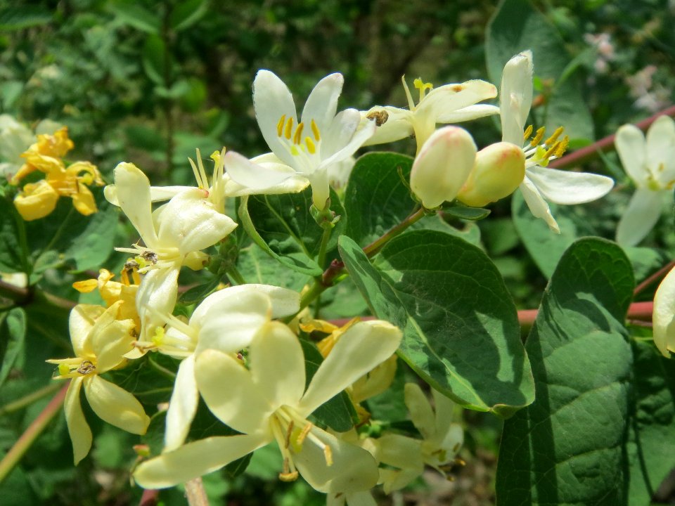20140406Lonicera_tatarica08
