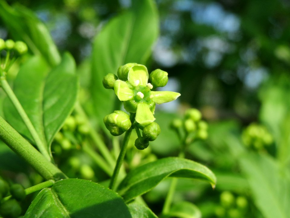 20140406Euonymus_europaeus3