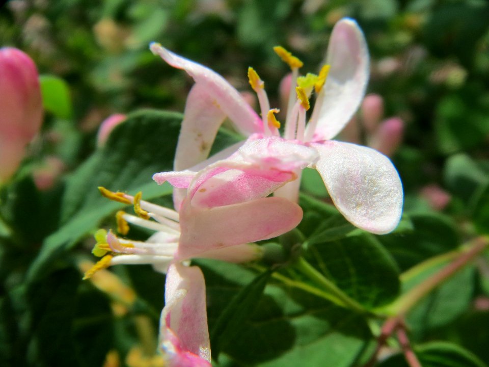 20140406Lonicera_tatarica06