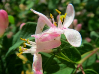20140406Lonicera_tatarica06