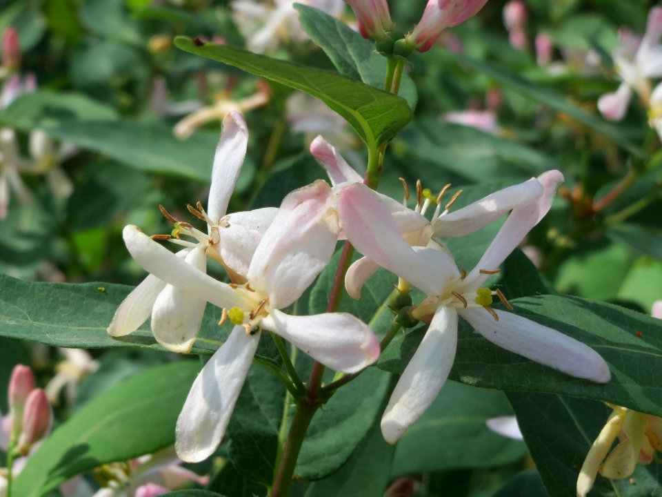 20140406Lonicera_tatarica07