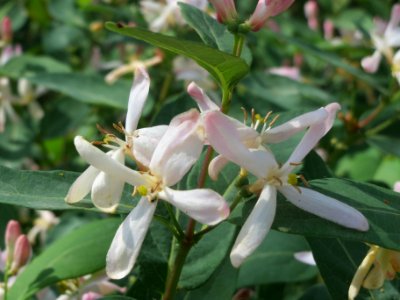 20140406Lonicera_tatarica07