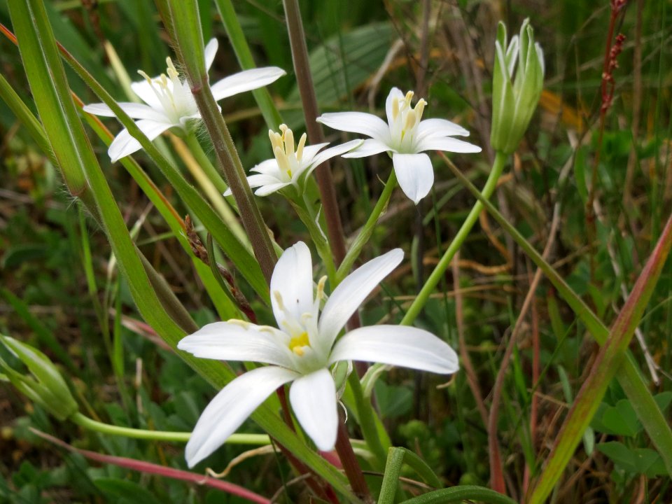 20140420Ornithogalum_umbellatum2