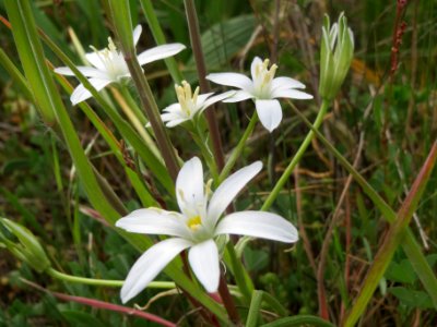 20140420Ornithogalum_umbellatum2