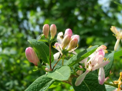 20140406Lonicera_tatarica05