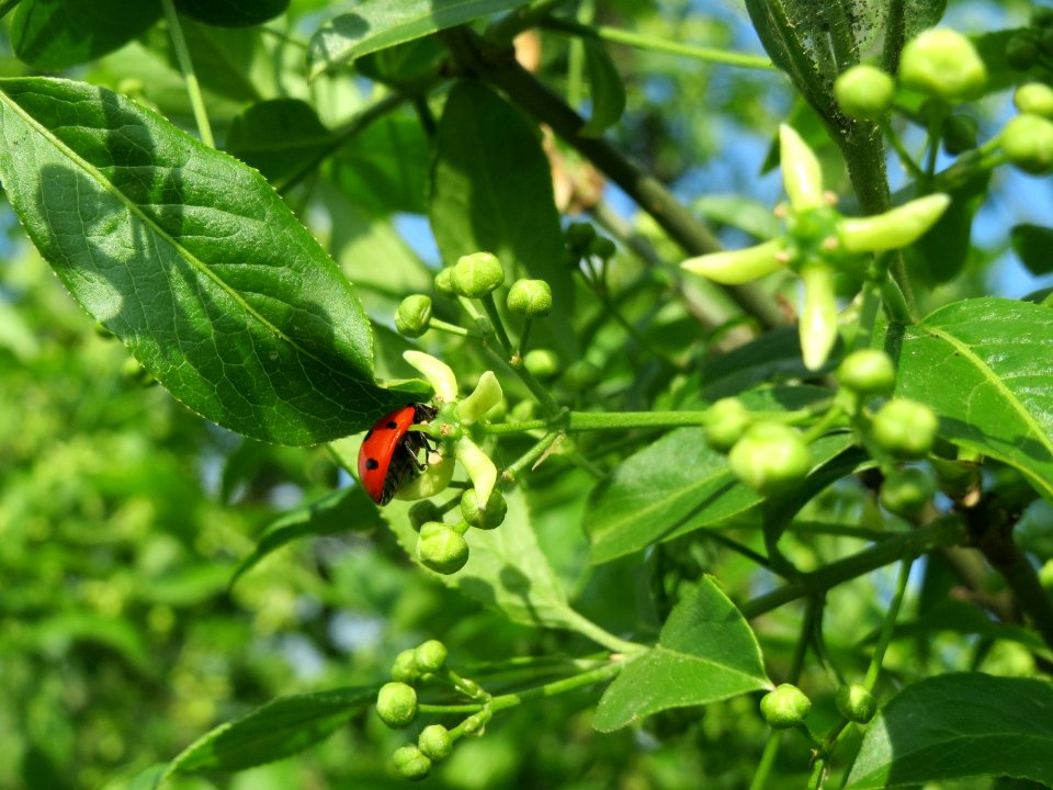 20140406Euonymus_europaeus7