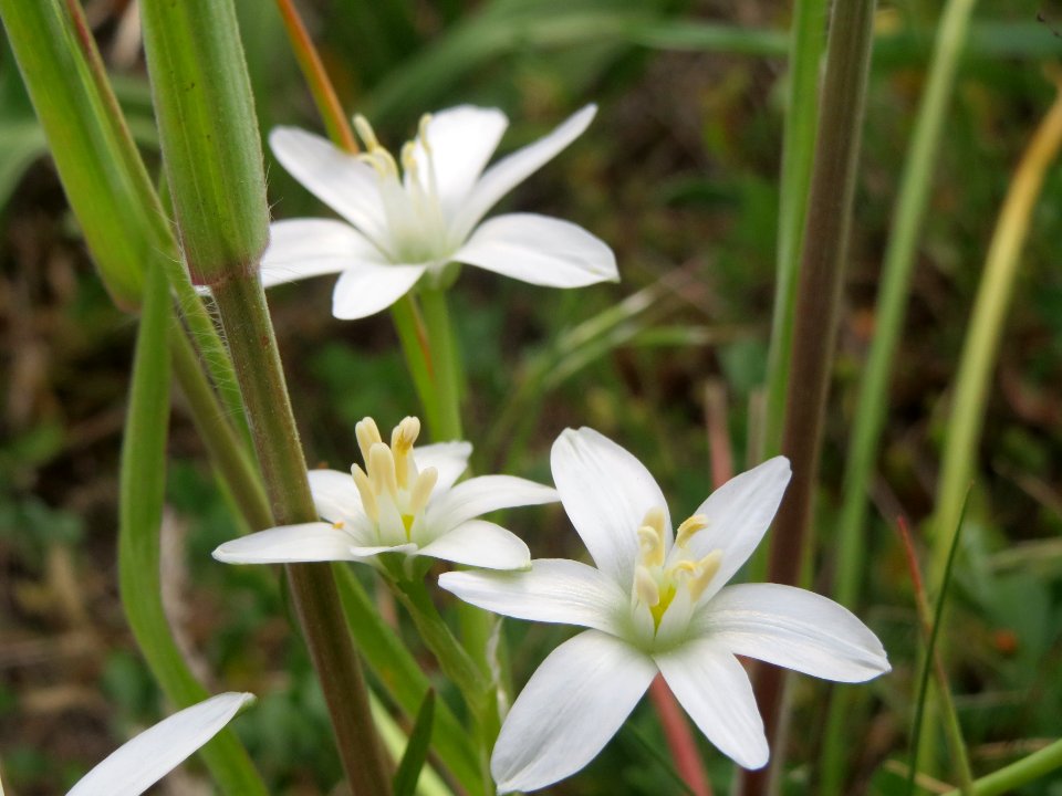 20140420Ornithogalum_umbellatum1
