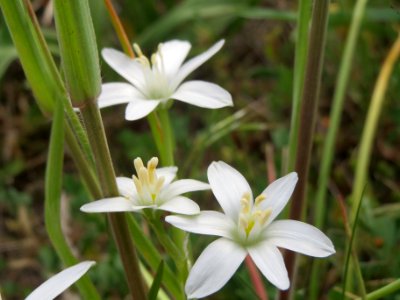 20140420Ornithogalum_umbellatum1
