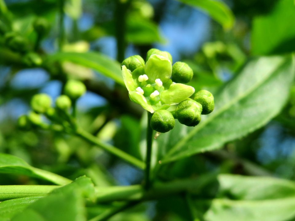 20140406Euonymus_europaeus1