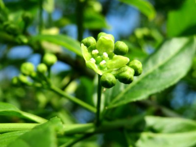 20140406Euonymus_europaeus1