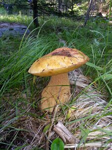 Bolete mushroom green king