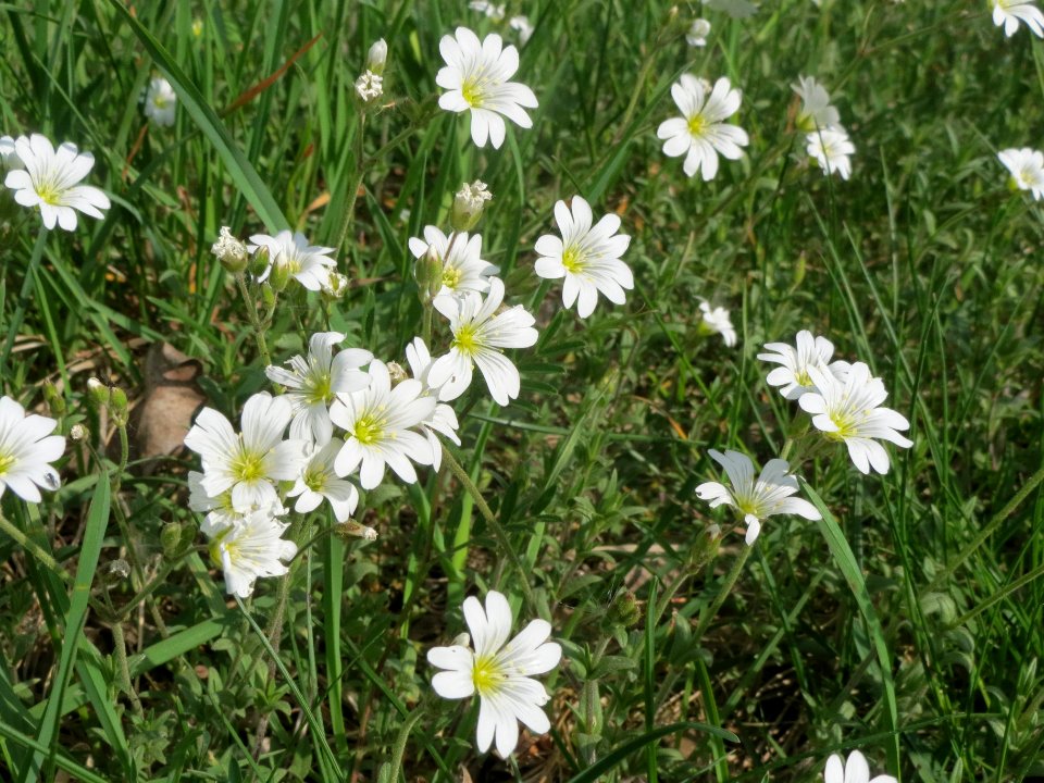 20140420Cerastium_arvense1
