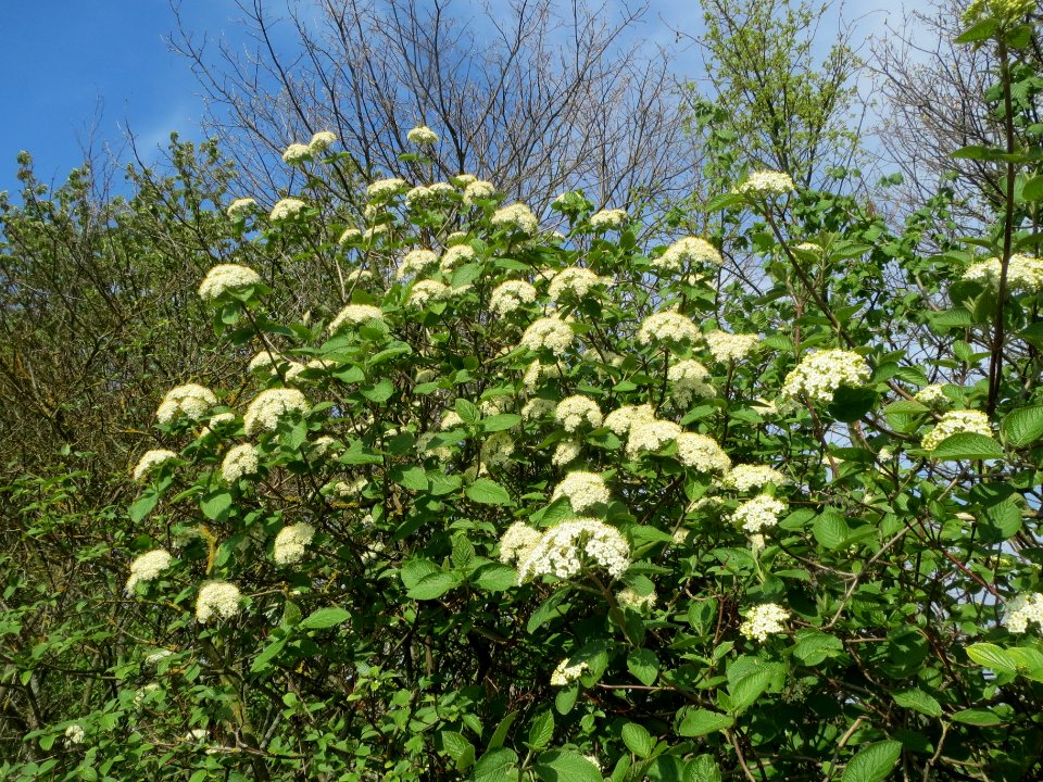 20140406Viburnum_lantana12