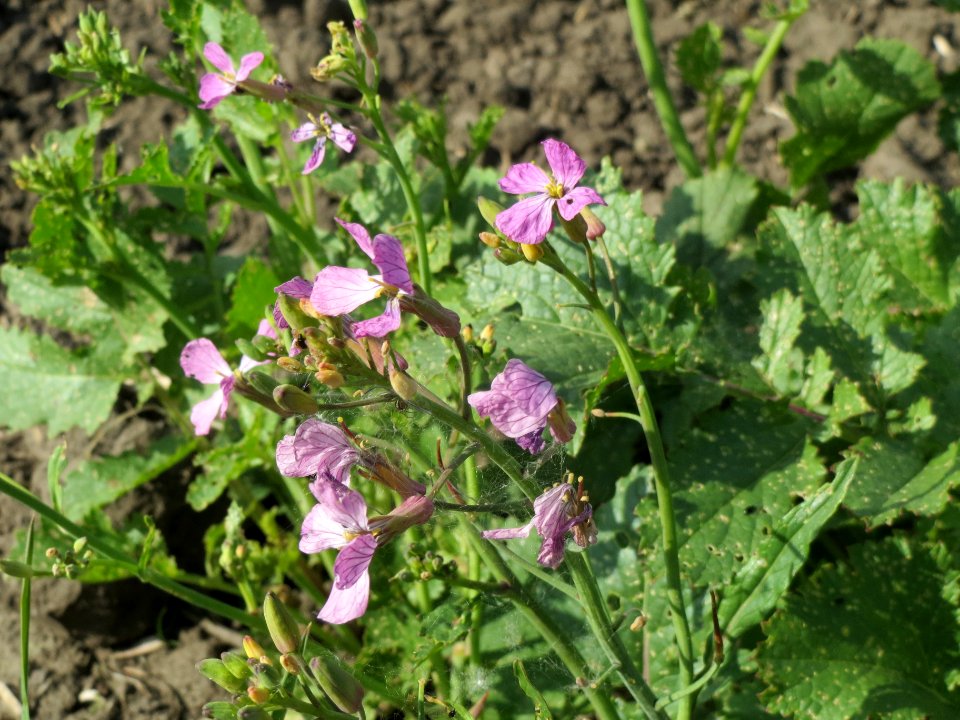 20140420Raphanus_sativus1