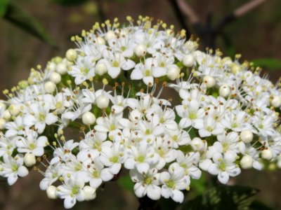 20140406Viburnum_lantana11