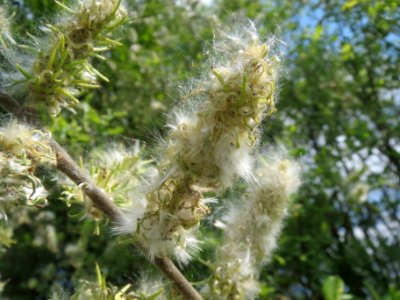20140420Salix_caprea1