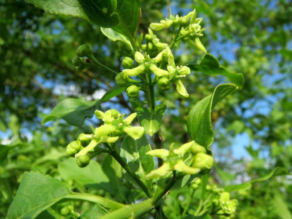 20140406Euonymus_europaeus5