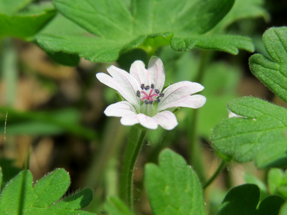 20140406Geranium_molle2