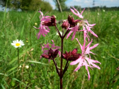 20140420Lychnis_flos-cuculi1