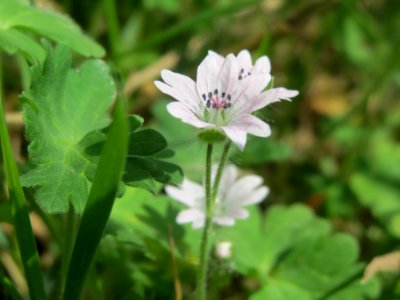 20140406Geranium_molle1