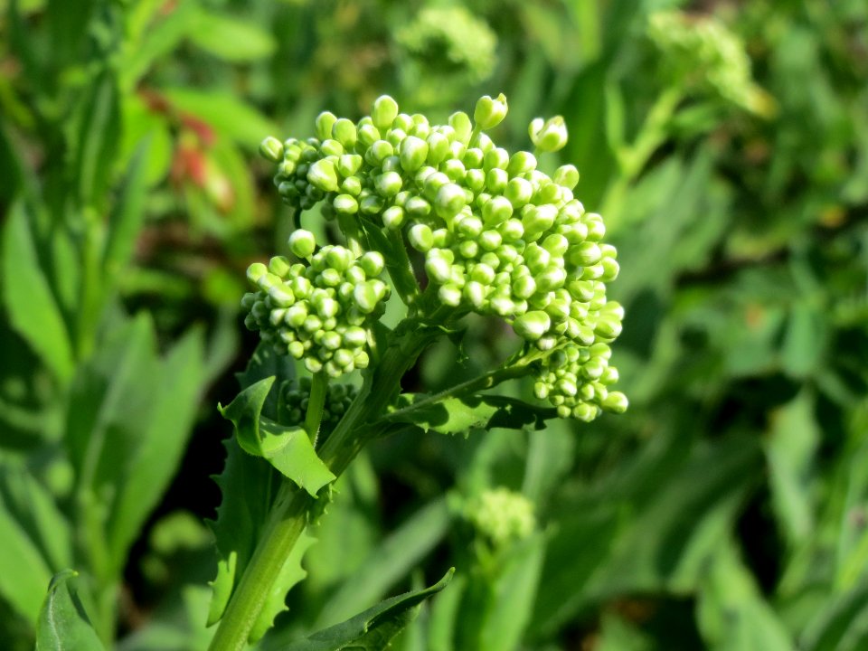 20140406Lepidium_draba3
