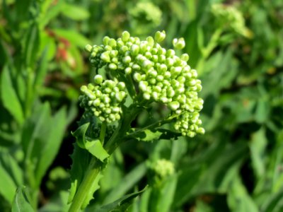 20140406Lepidium_draba3