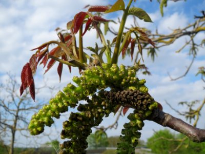 20140406Juglans_regia1