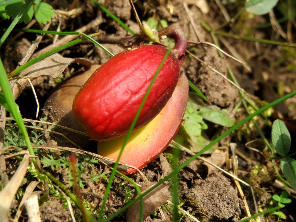 20140330Quercus_robur5