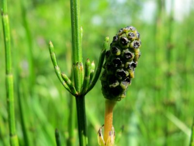 20140424Equisetum_palustre3