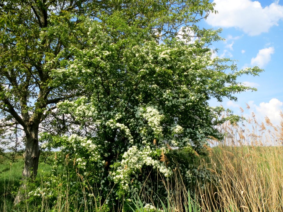 20140424Crataegus_monogyna1
