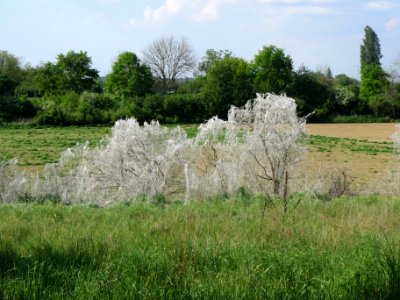 20140424Euonymus_europaeus03