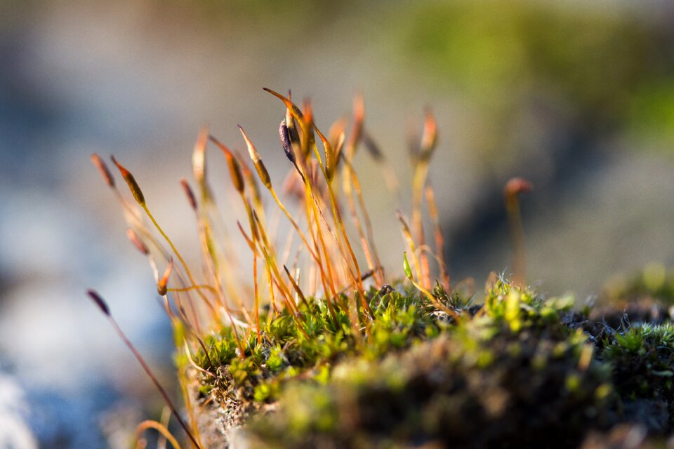 Macro nature fall colors