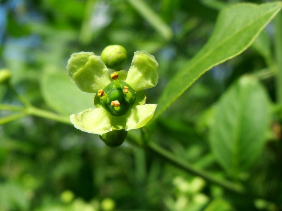 20140424Euonymus_europaeus14