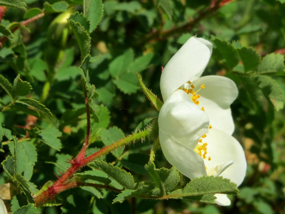20140424Rosa_spinosissima6