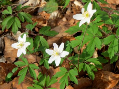 20140402Anemone_nemorosa3