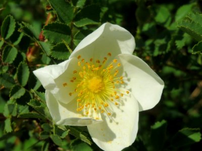 20140424Rosa_spinosissima4