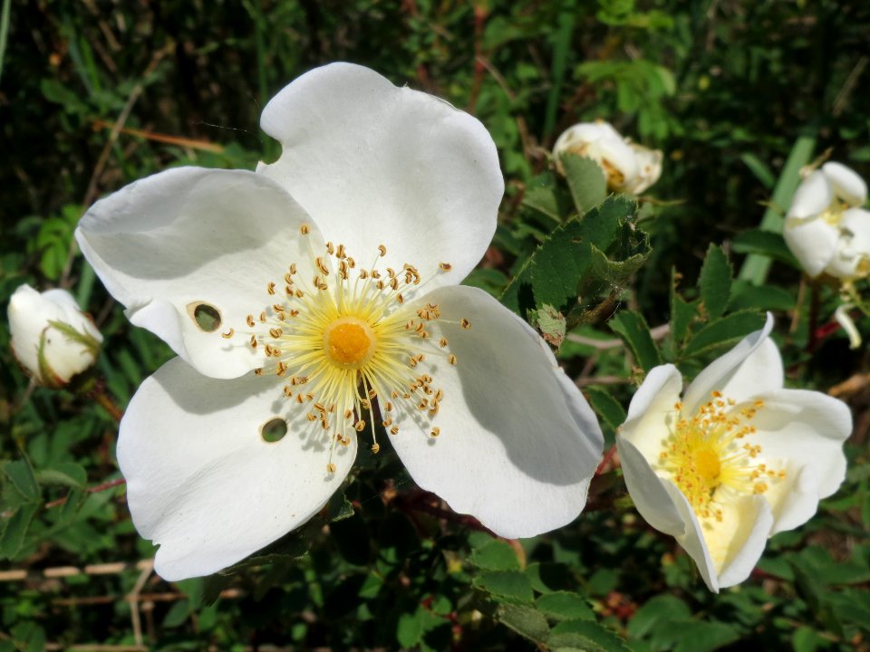 20140424Rosa_spinosissima1