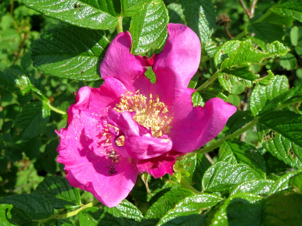 20140424Rosa_rugosa1