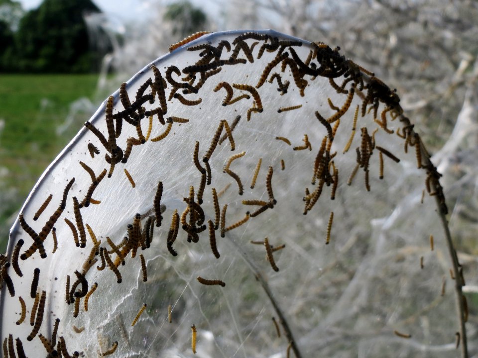 20140424Euonymus_europaeus05