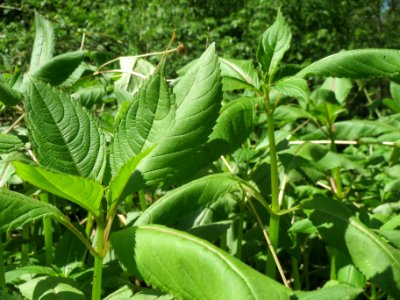 20140425Impatiens_glandulifera1