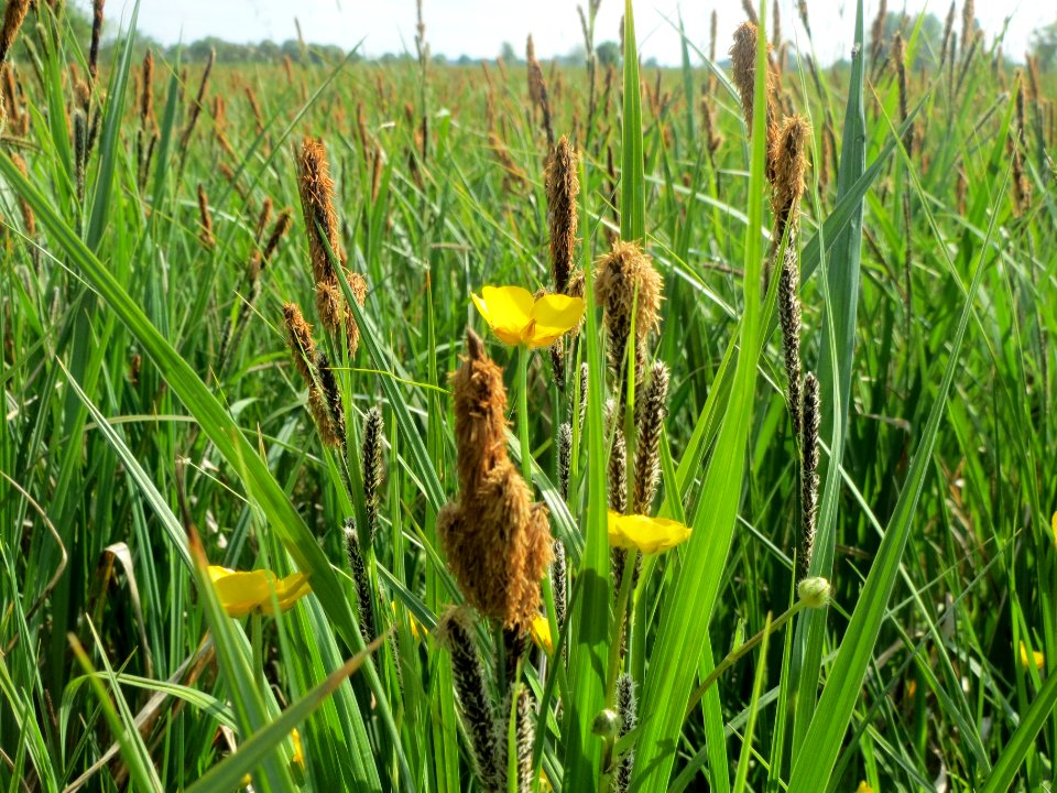 20140425Carex_acutiformis03