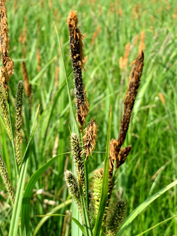 20140425Carex_acutiformis10