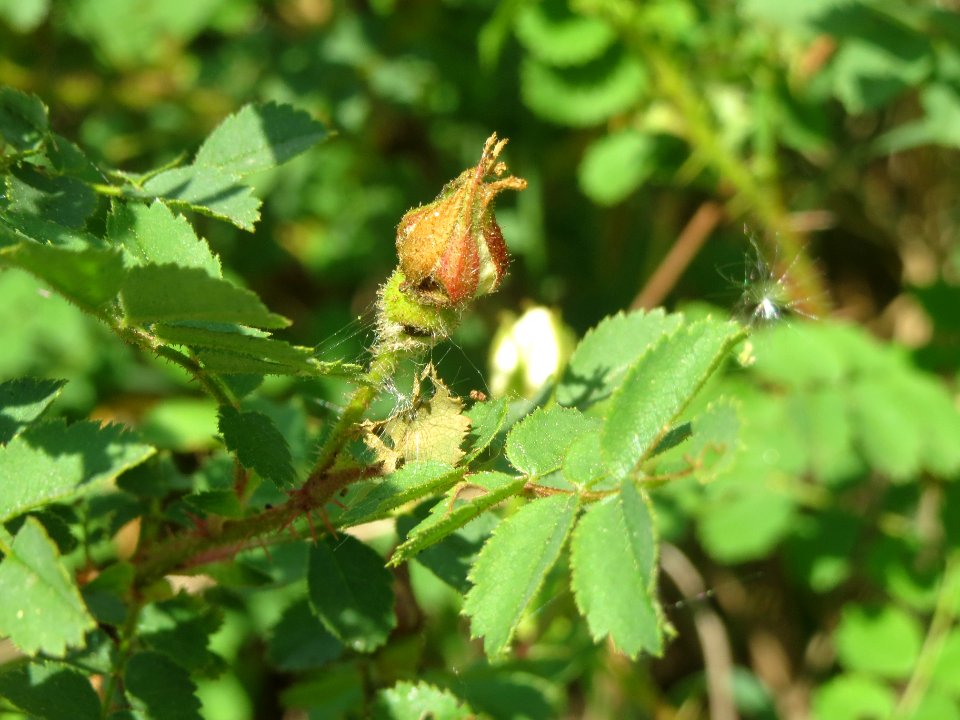 20140424Rosa_spinosissima7