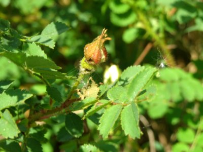 20140424Rosa_spinosissima7