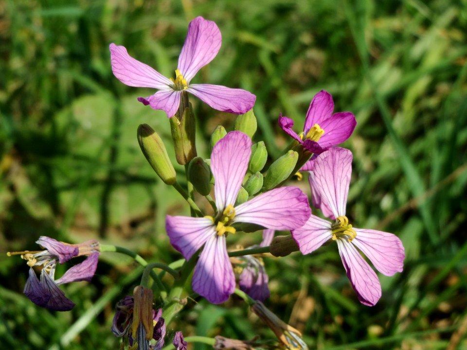 20140424Raphanus_sativus