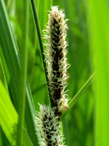 20140425Carex_acutiformis07