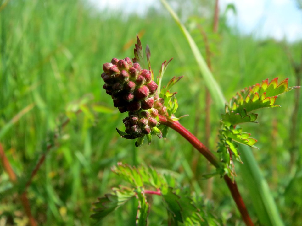 20140419Sanguisorba_minor1