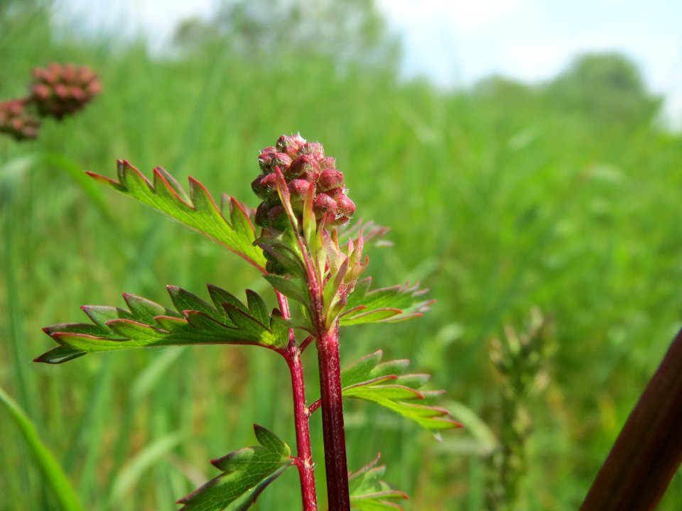 20140419Sanguisorba_minor3