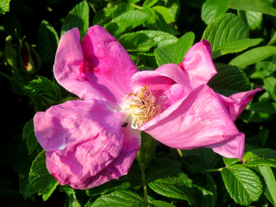 20140419Rosa_rugosa1